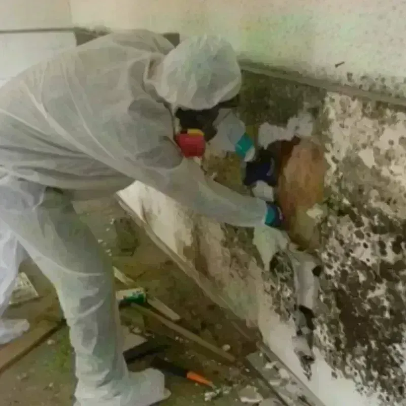 Mold Remediation and Removal in Bayview, CA